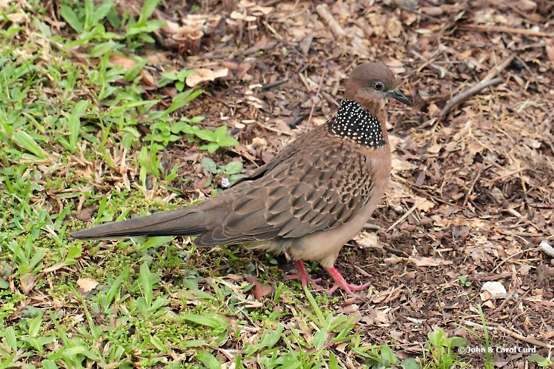 _MG_4179 Spotted-necked Dove.JPG
